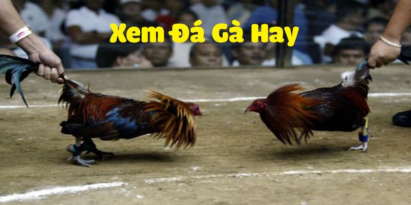 Đá gà trực tiếp CF68